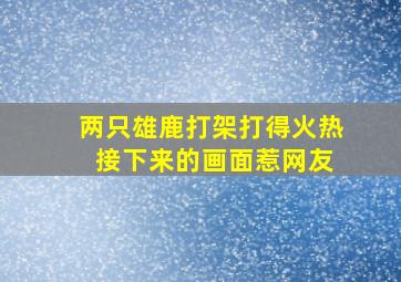 两只雄鹿打架打得火热 接下来的画面惹网友